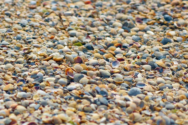La riva del mare è costellata di piccoli gusci colorati . — Foto Stock