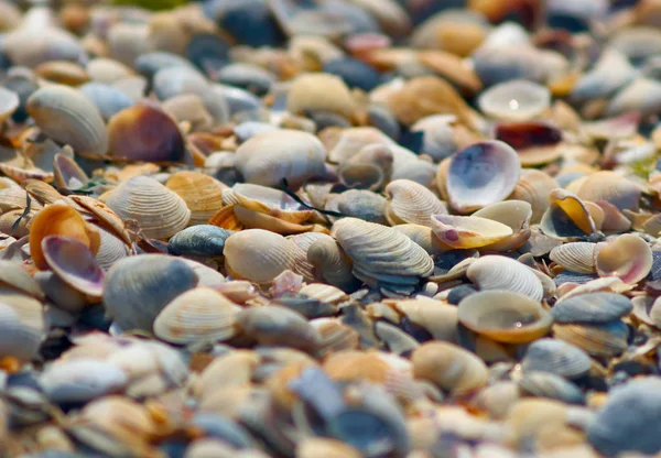 La riva del mare è costellata di piccoli gusci colorati . — Foto Stock