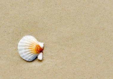Güneşli bir günde kum üzerinde pecten ponticus Deniz Kabuğu.