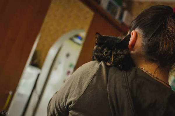 Gato Escondeu Anfitriã Ombro — Fotografia de Stock