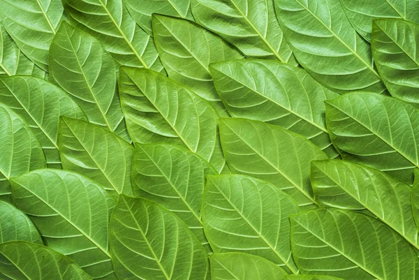 Patrón de hojas verdes, Fondo natural . — Foto de Stock