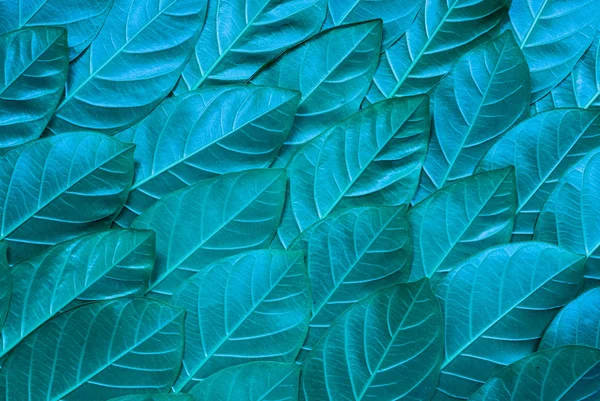Синий фон рисунка листьев, естественный фон, который создает не — стоковое фото