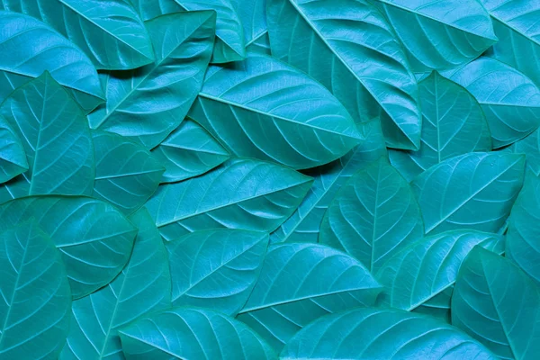 Blue leaf pattern background, Natural background that creates ne