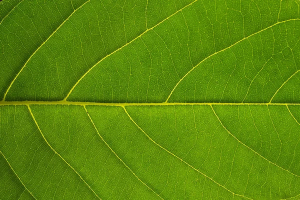 Feuille verte texture fond, La structure cellulaire des feuilles se produit natura — Photo