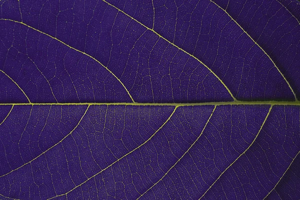 Fond de texture de feuille pourpre, la structure cellulaire des feuilles se produit natur — Photo