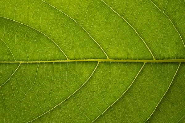 Textura de la hoja verde fondo, estructura de la célula de la hoja se produce natura — Foto de Stock