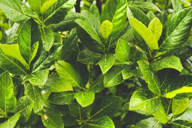 Yeşil çalı arka plan, Yapraklar üzerinde yağmur damlaları, Close-up.