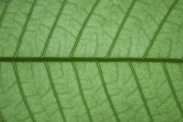 Texture de la biologie des feuilles vertes, écosystème des forêts tropicales, Gros plan — Photo