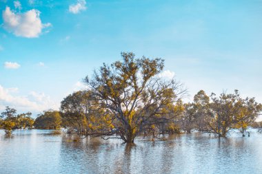 Gün batımı nda ağaçların yansımaları ile berrak su gölü