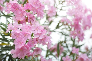 Pembe çiçek fidanları açıyor, Yumuşak bir odak
