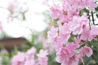 Pembe çiçek fidanları açıyor, Yumuşak bir odak