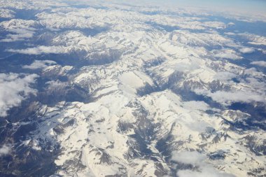 İlk dondan sonra viburnum meyvesi kümeleri.  