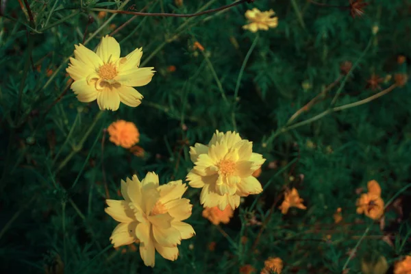 Obrazy Tła Wzór Żółty Kwiat — Zdjęcie stockowe