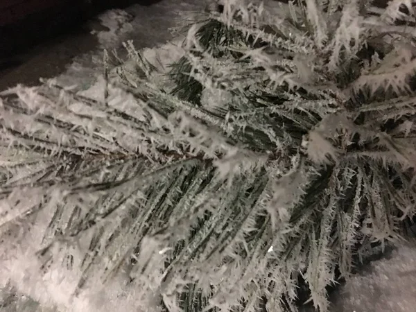 Hoge Dennenbomen Tegen Een Blauwe Hemel Met Wolken — Stockfoto