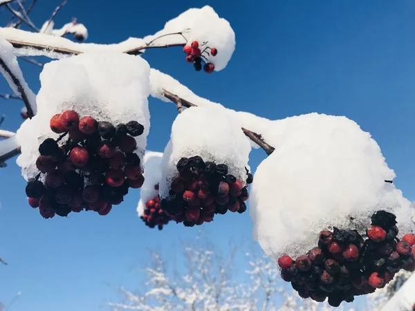 Hoge Dennenbomen Tegen Een Blauwe Hemel Met Wolken — Stockfoto