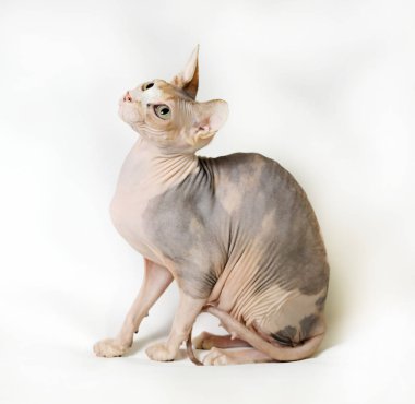 Sfenks kedisi beyaz zemin üzerine