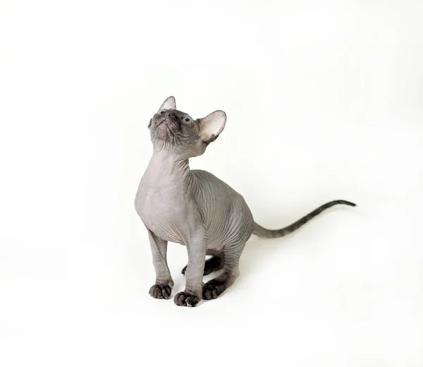 바탕에 스핑크스 고양이 — 스톡 사진