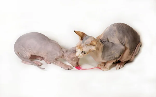 sphinx cat on white background