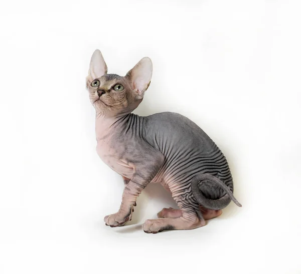 Sphinx Cat White Background — Stock Photo, Image