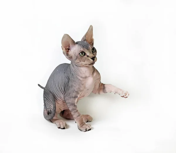 Sphinx Katt Vit Bakgrund — Stockfoto