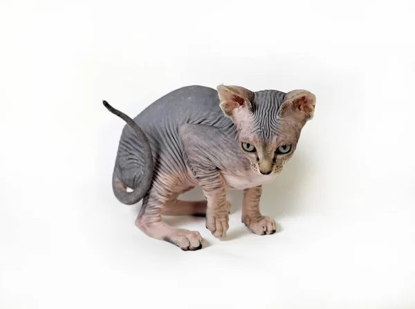 Sphinx Katt Vit Bakgrund — Stockfoto