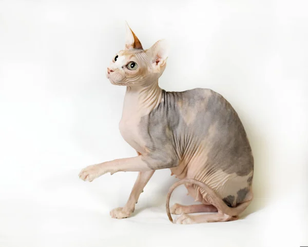 Sphinx Katze Auf Weißem Hintergrund — Stockfoto