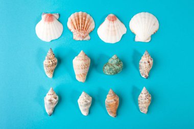 Deniz kabuklarını pastel arka plan üzerinde kümesi