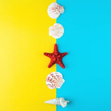 kabukları ve bir çizgi ortaya konulan deniz yıldızı