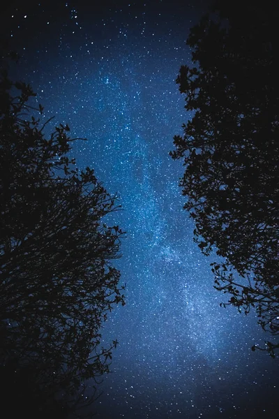 Cielo azul oscuro nocturno con muchas estrellas sobre el campo de árboles — Foto de Stock