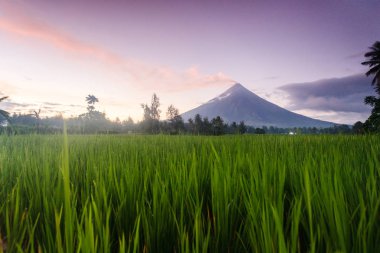 Mayon Volcano - aktif yanardağ en mükemmel koni şeklinde volkan bilinen 2.462 metre yükselen
