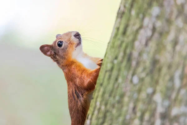 Eekhoorn met rode vacht in herfst bos op — Stockfoto