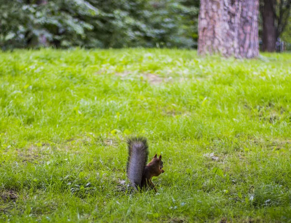 Squirrel Park — Stock Photo, Image