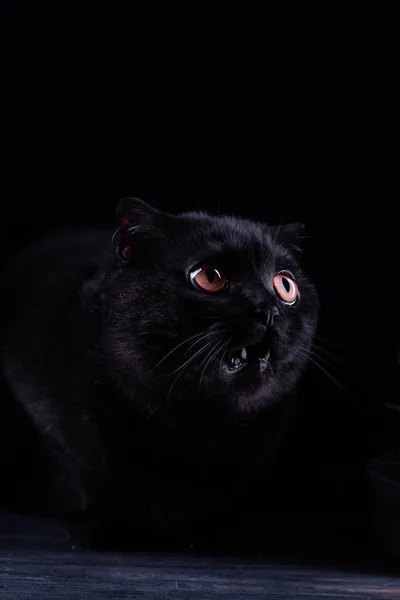 Hermoso Gato Negro Fondo —  Fotos de Stock