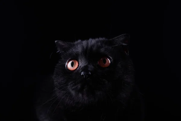 Piękny Kot Czarnym Tle — Zdjęcie stockowe
