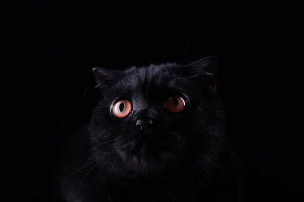 Siyah arka planda güzel bir kedi