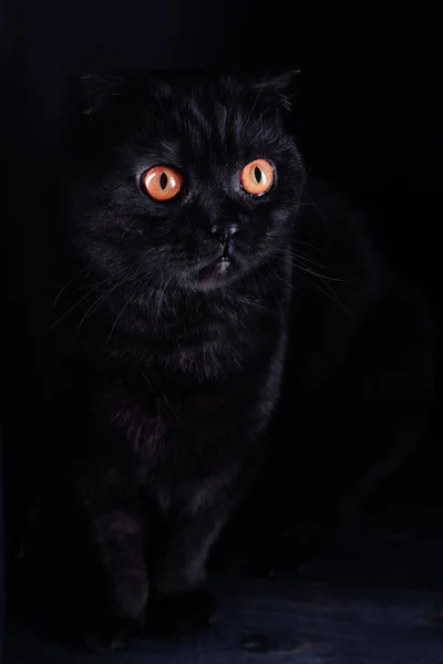 Όμορφη Γάτα Μαύρο Φόντο — Φωτογραφία Αρχείου