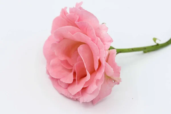 Pink rose flower on a white background