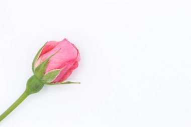 Beyaz arkaplanda pembe gül çiçeği