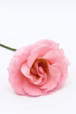 Beyaz arkaplanda pembe gül çiçeği