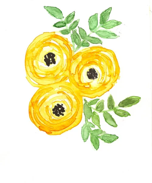 Hand Drawn Watercolor Yellow Ranunculus — Stock Photo, Image