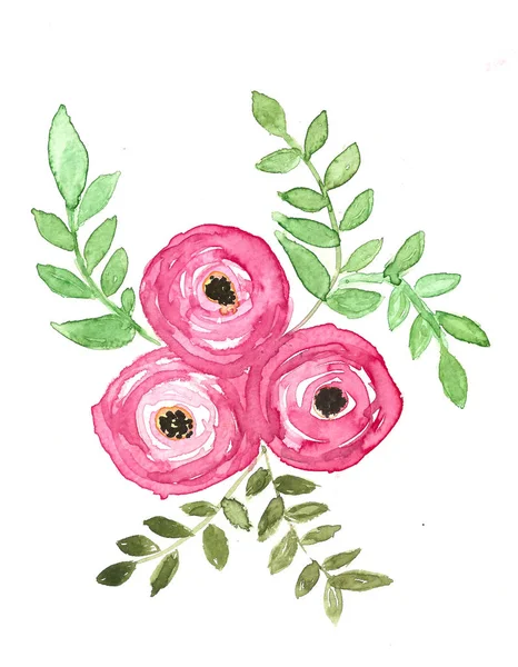 Hand Drawn Watercolor Pink Ranunculus — Stock Photo, Image