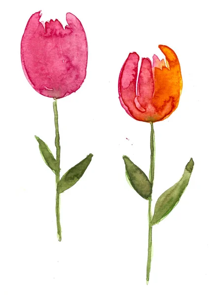 Hand Drawn Watercolor Tulip Flowers — Stock Photo, Image