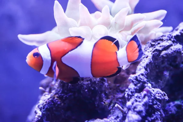 Clown Fish Amphiprion Ocellaris — Stock Photo, Image