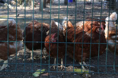 Tavuk çiftliğinde Ücretsiz Tavuklar