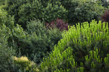 Yeşil çeşitli ağaçlar, orman manzarası
