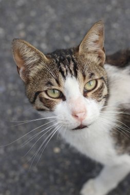 Gri arka planda siyah beyaz kedi