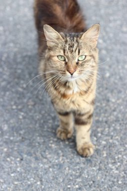 Gri bir arka plan üzerinde açık havada kahverengi kedi