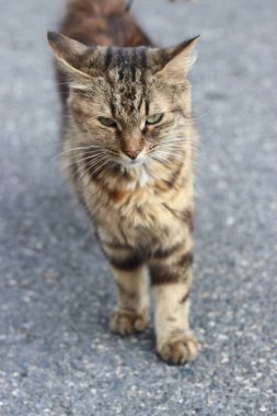 Gri bir arka plan üzerinde açık havada kahverengi kedi
