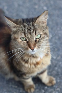 Gri bir arka plan üzerinde açık havada kahverengi kedi