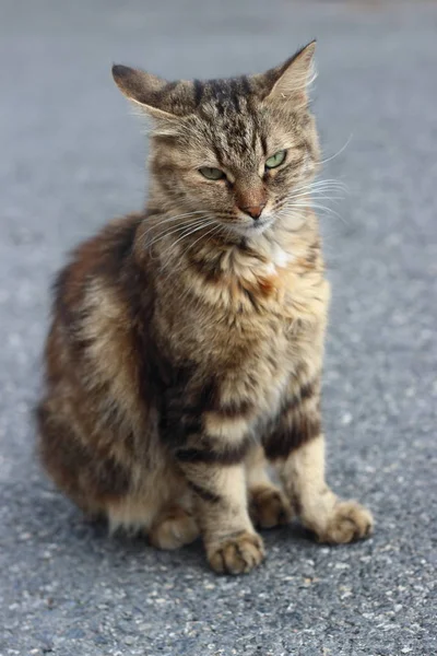 Gato Marrón Aire Libre Sobre Fondo Gris — Foto de Stock